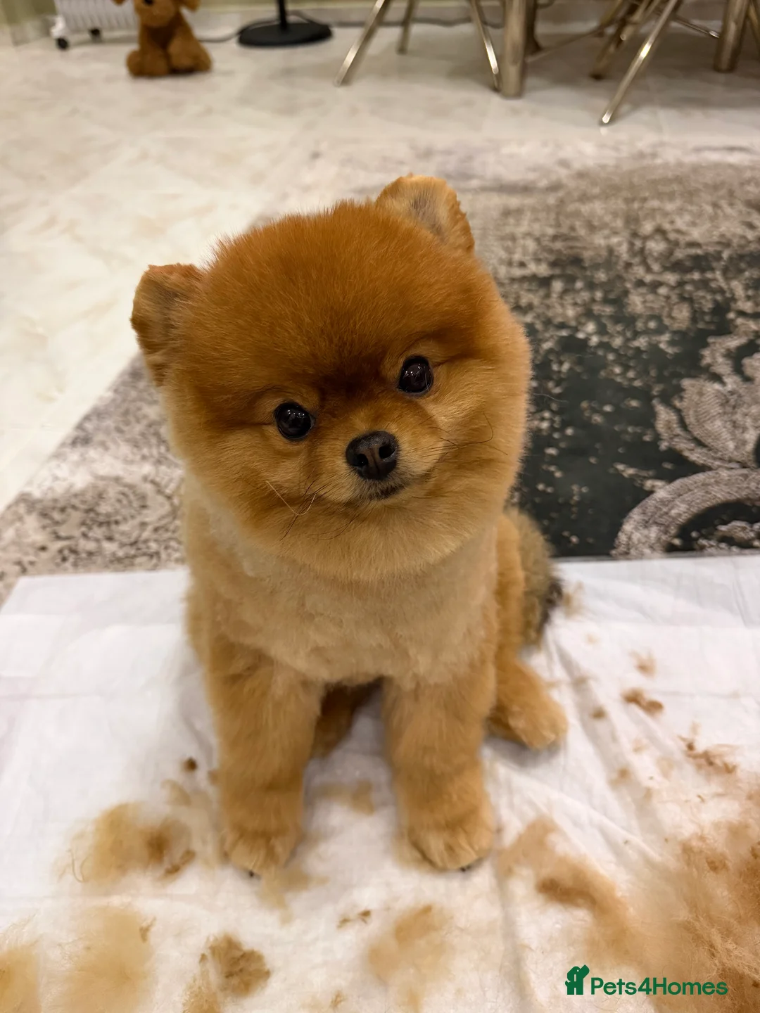 Pomeranian dogs for sale: 2 kg teddy bear boy looking for home🏡 - Advert 3