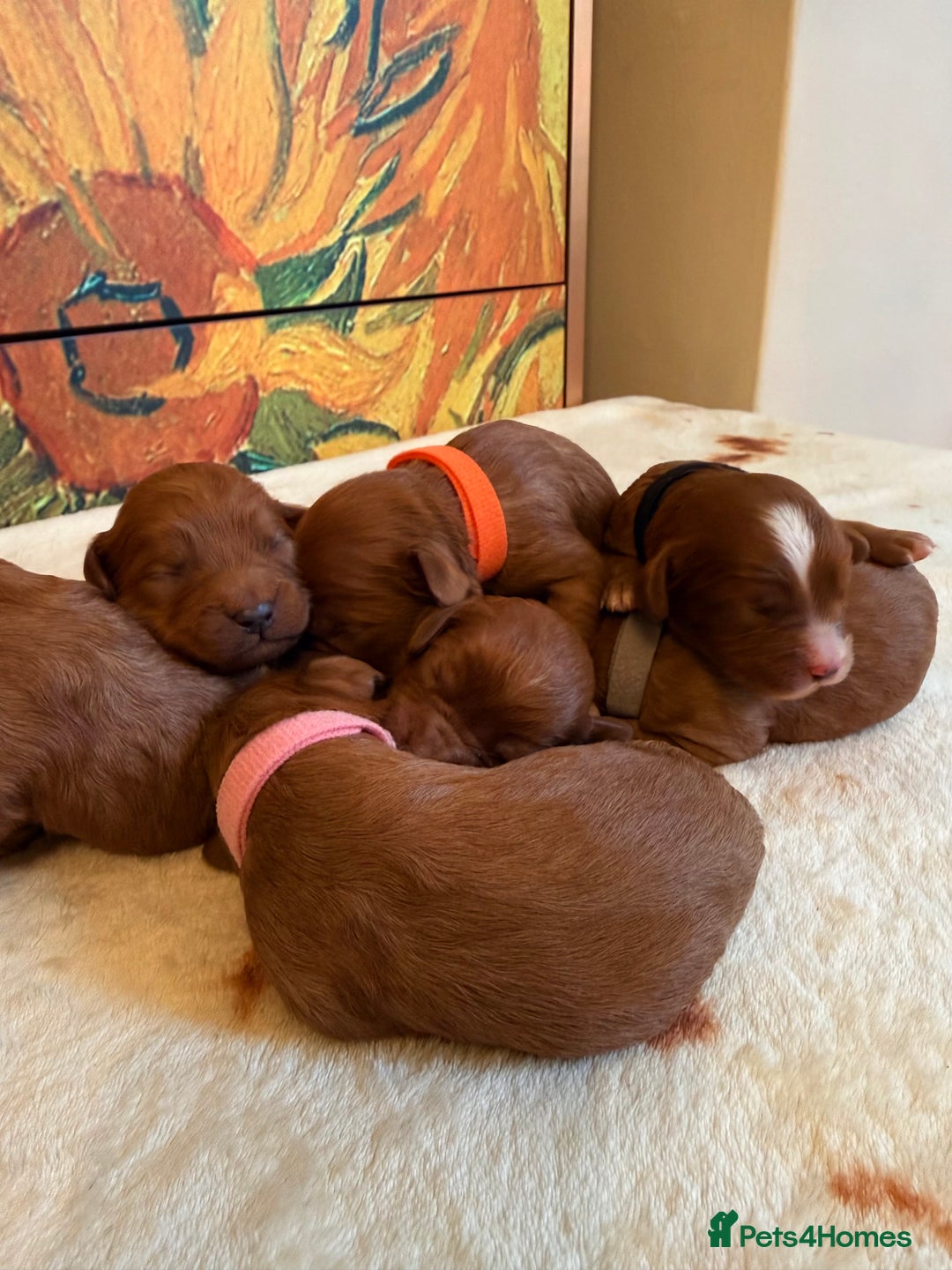 Cavapoo dogs for sale: *Stunning Ruby Red F1 Cavapoo Puppies For Sale* - Advert 12
