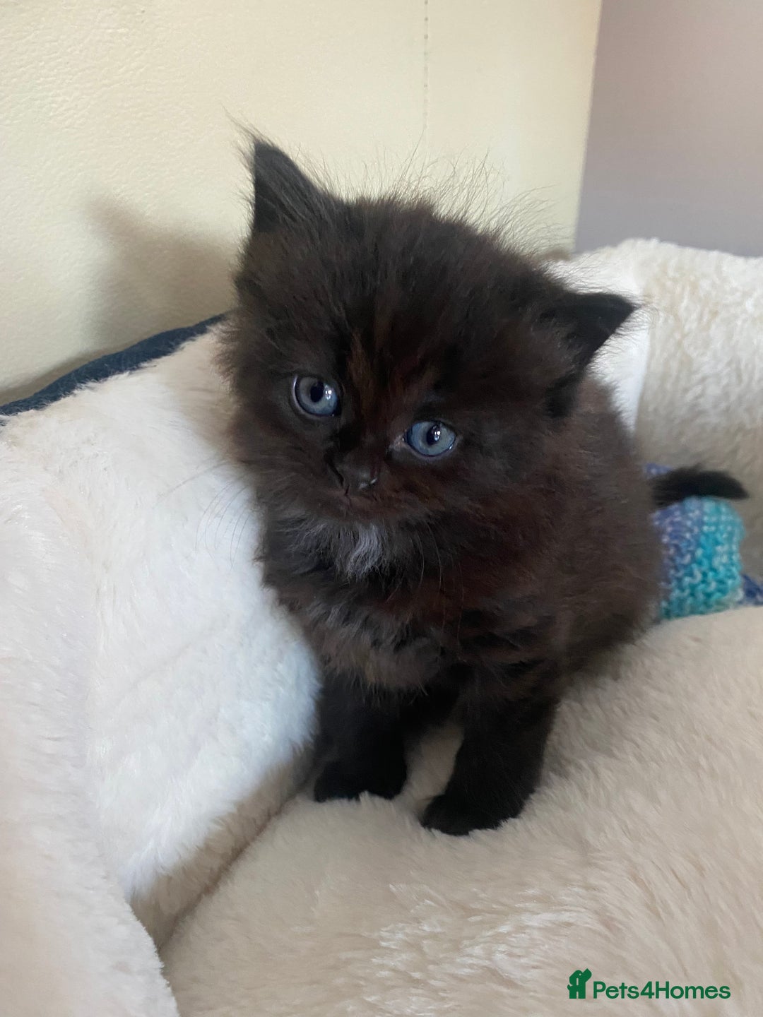 British Longhair cats for sale: British longhair kittens with Persian lineage - Image 6
