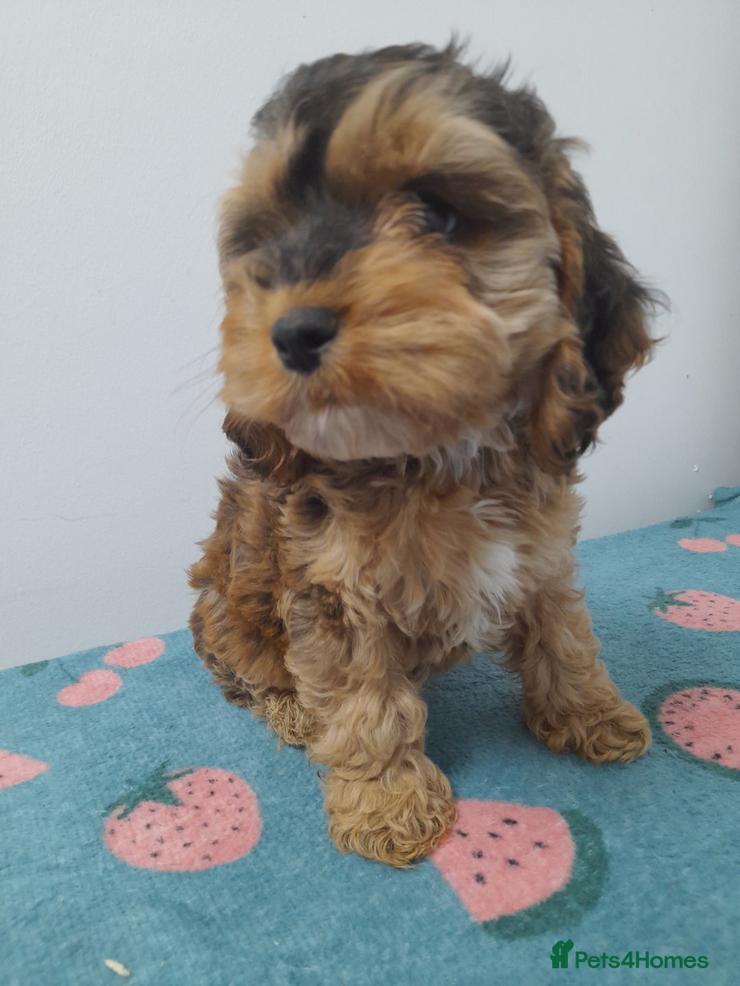 Cockapoo dogs for sale: Beautiful cockapoo puppies ready now - Advert 34