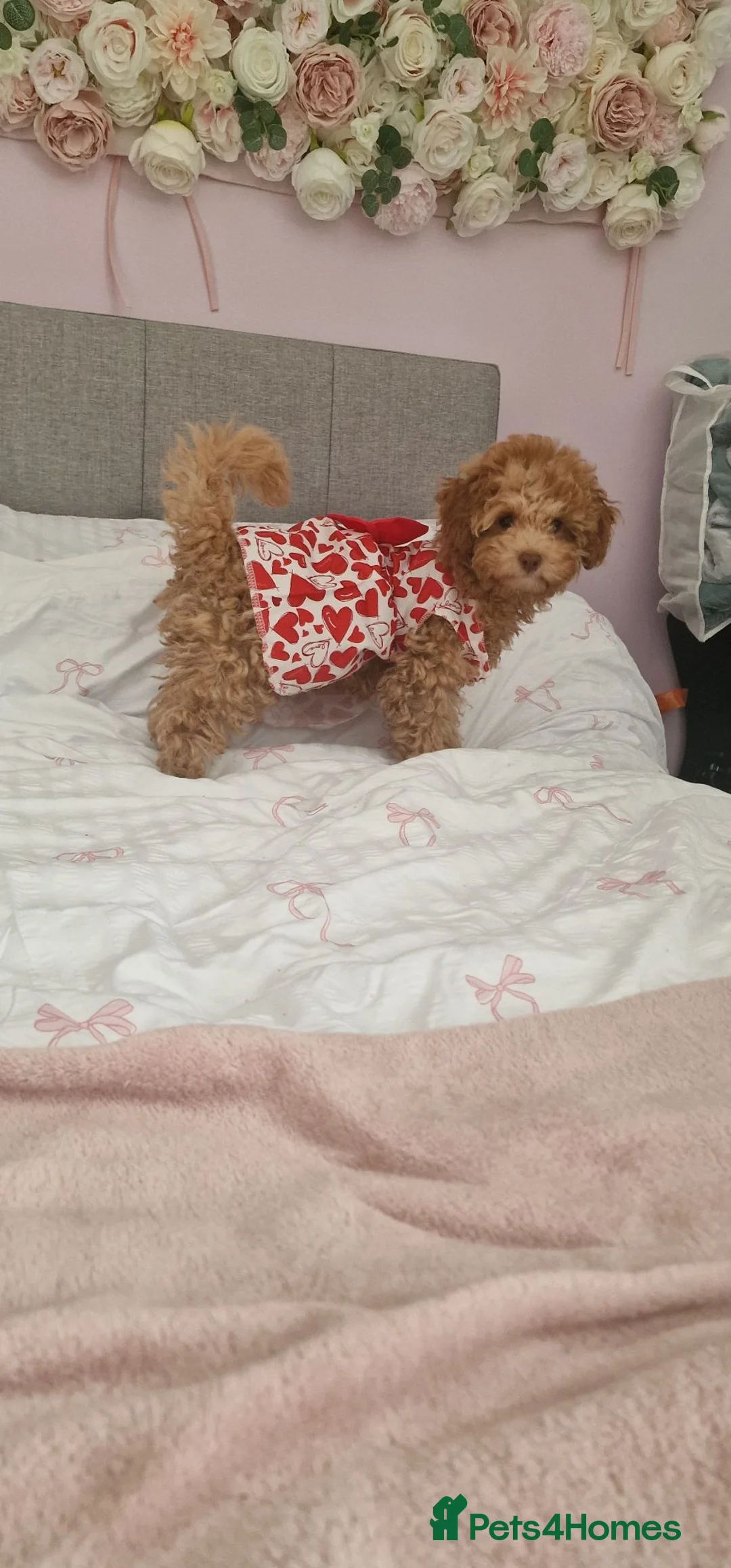 Toy Poodle dogs for sale: Toy poodle  - Advert 2