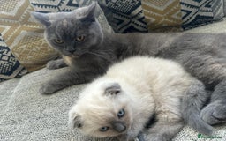 Scottish Fold cats for sale: British Short/ Scottish Fold - Image 4