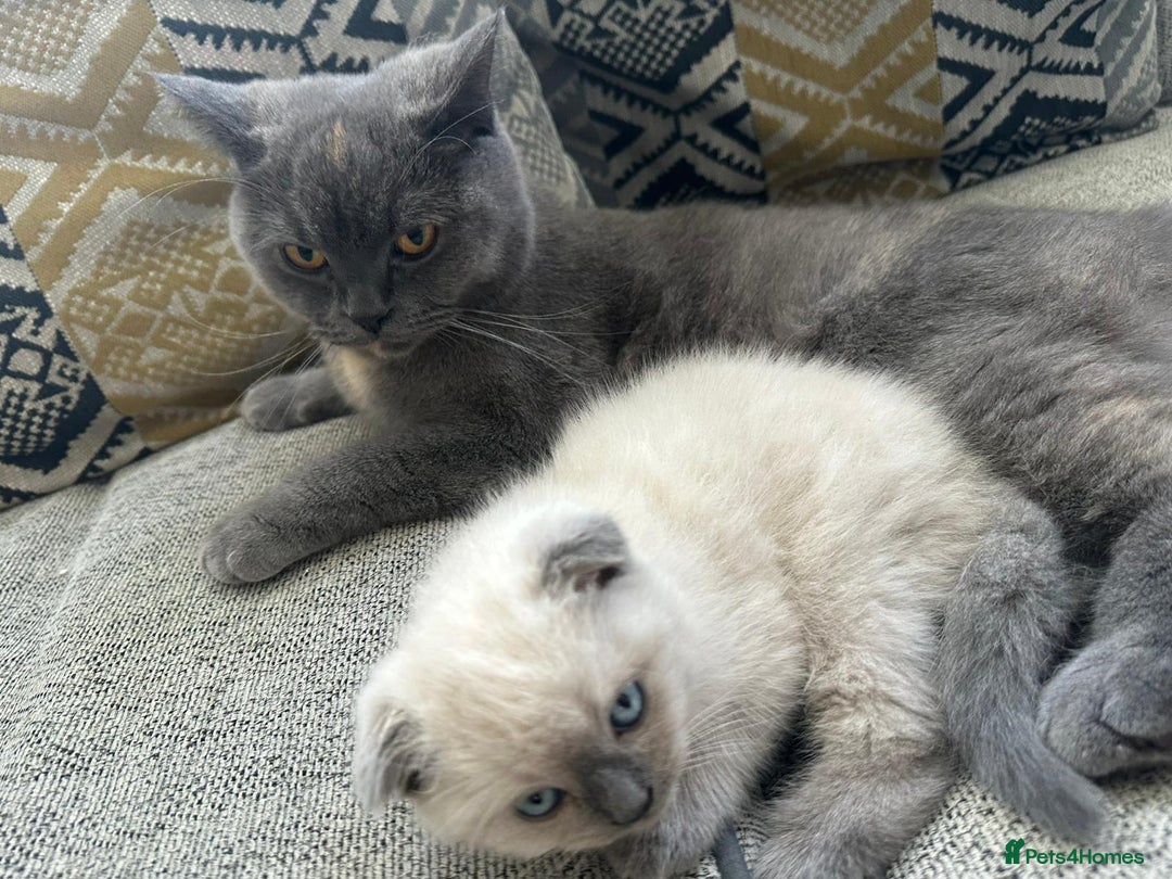 Scottish Fold cats for sale: British Short/ Scottish Fold - Image 4