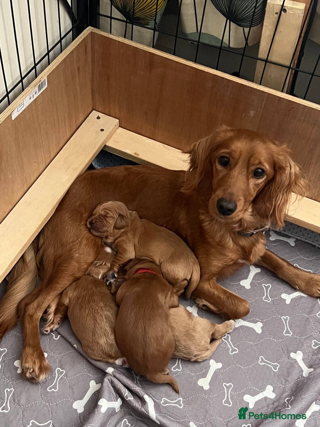 Cockapoo dogs for sale: Exceptional Cockapoo puppies 🐶  - Advert 7
