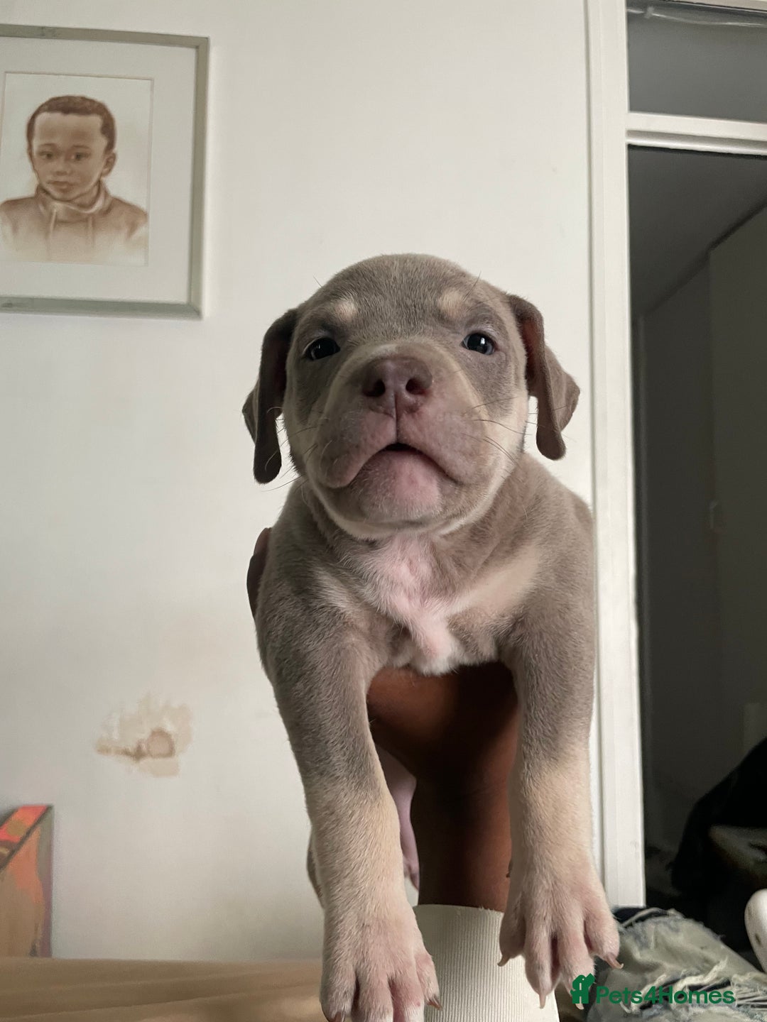 American Bully dogs for sale: Beautiful American bully puppies for sale - Image 2