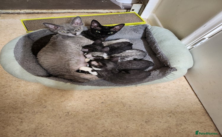 Devon Rex cats - Advert 2