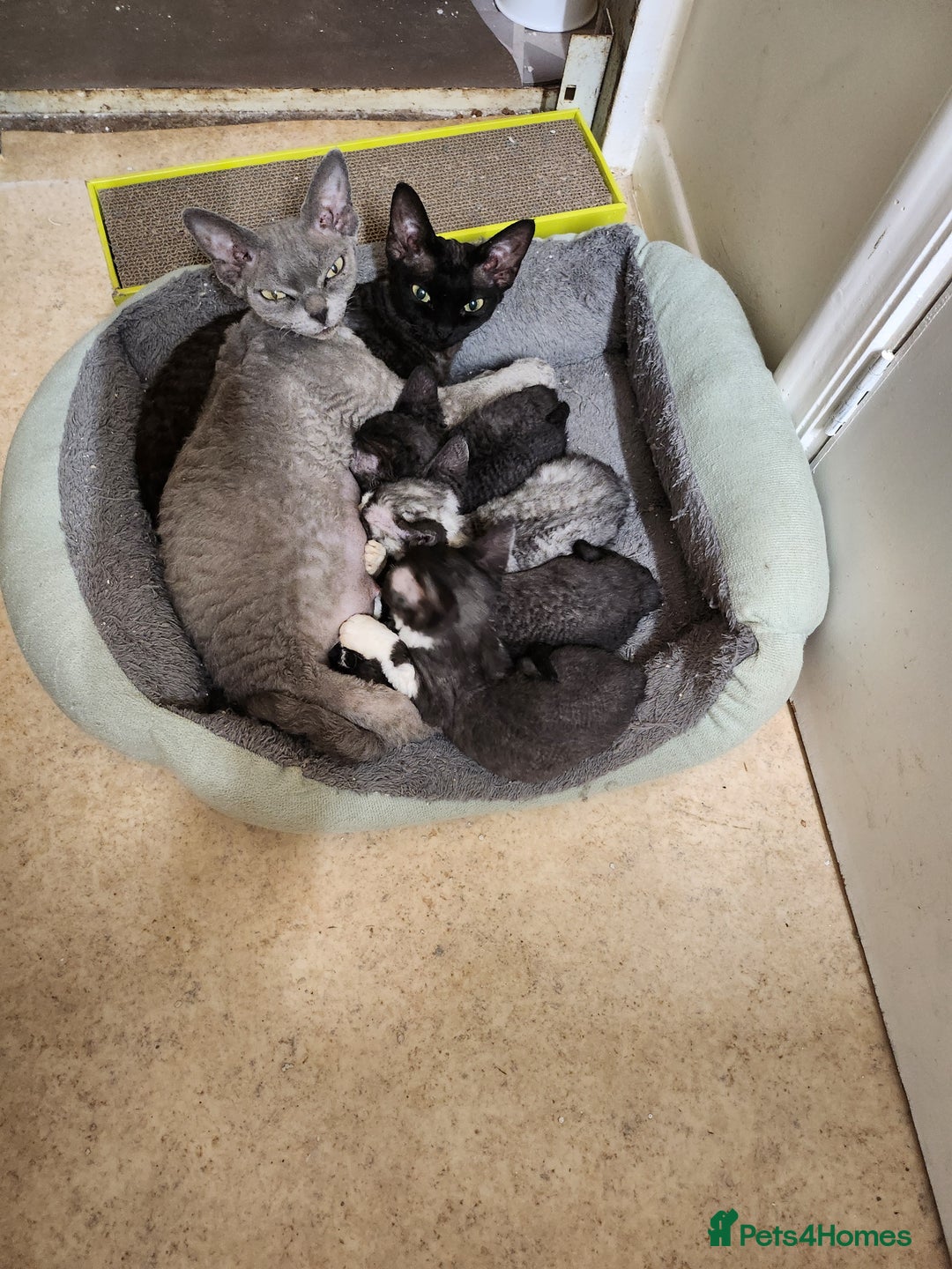 Devon Rex cats for sale: *SOLD*I am taking reservations for my next litter - Image 1