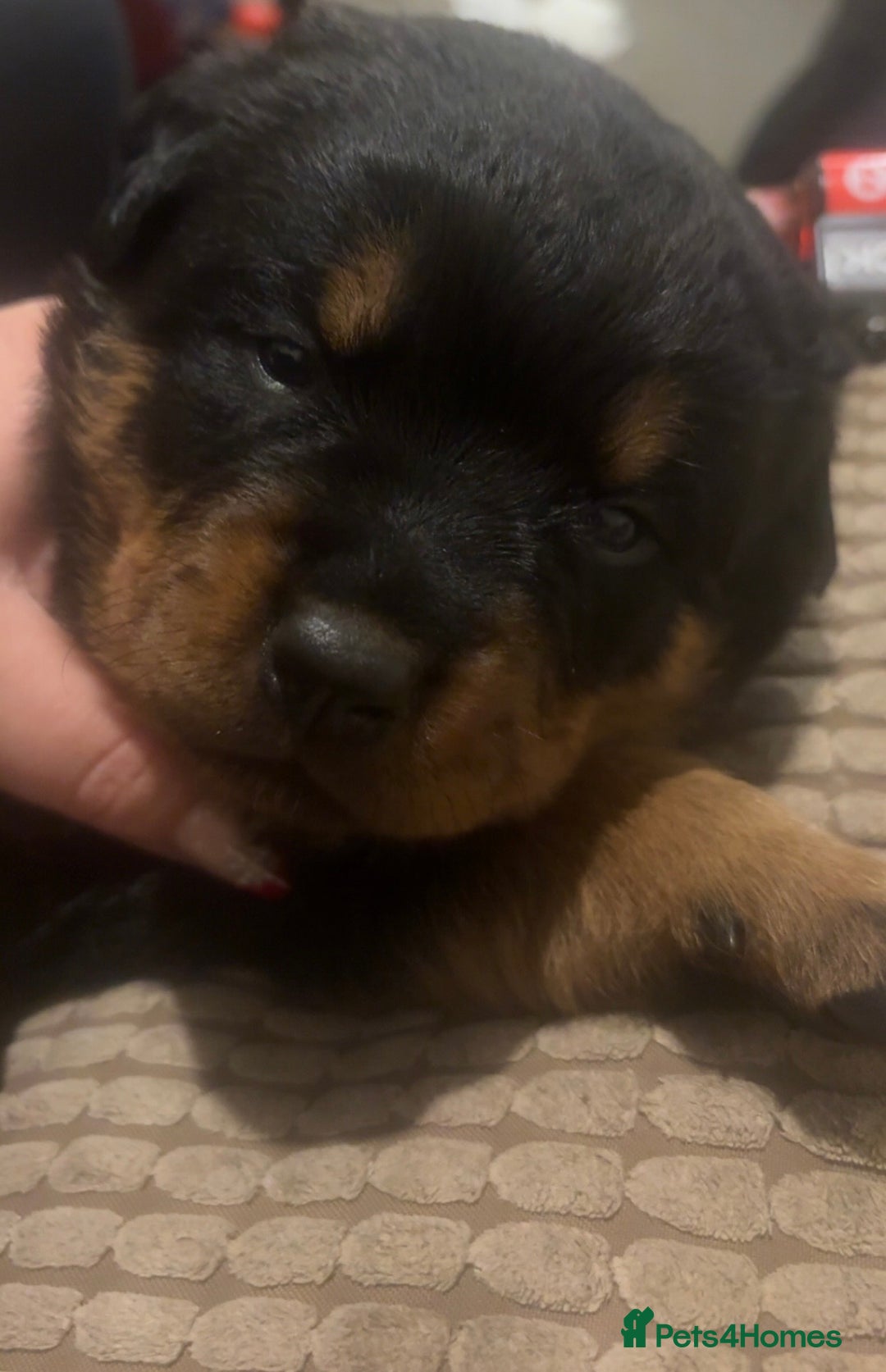 Rottweiler dogs for sale: 3 chunky KC registered girls for sale - Advert 7