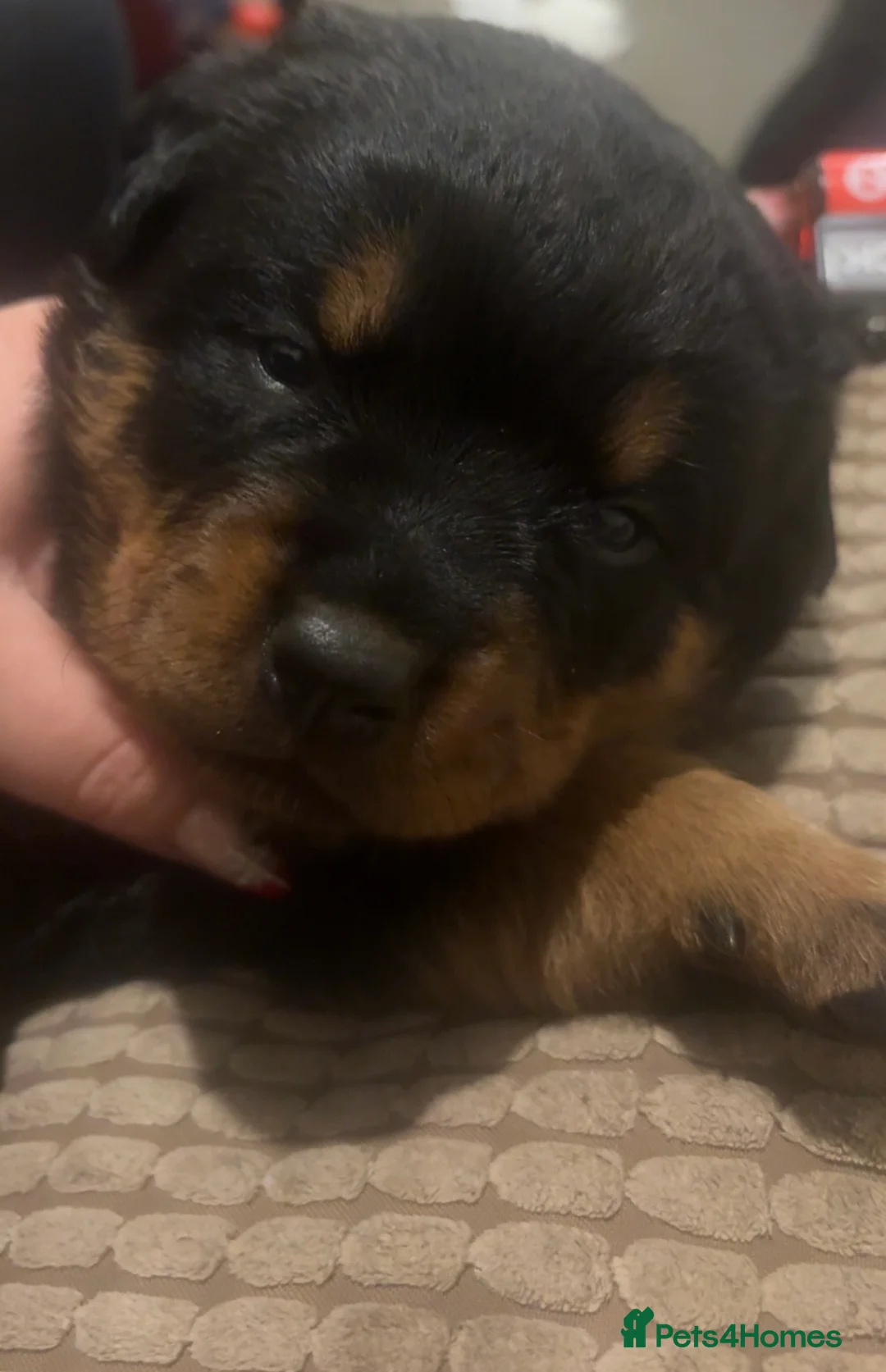 Rottweiler dogs for sale: 3 chunky KC registered girls for sale - Advert 7