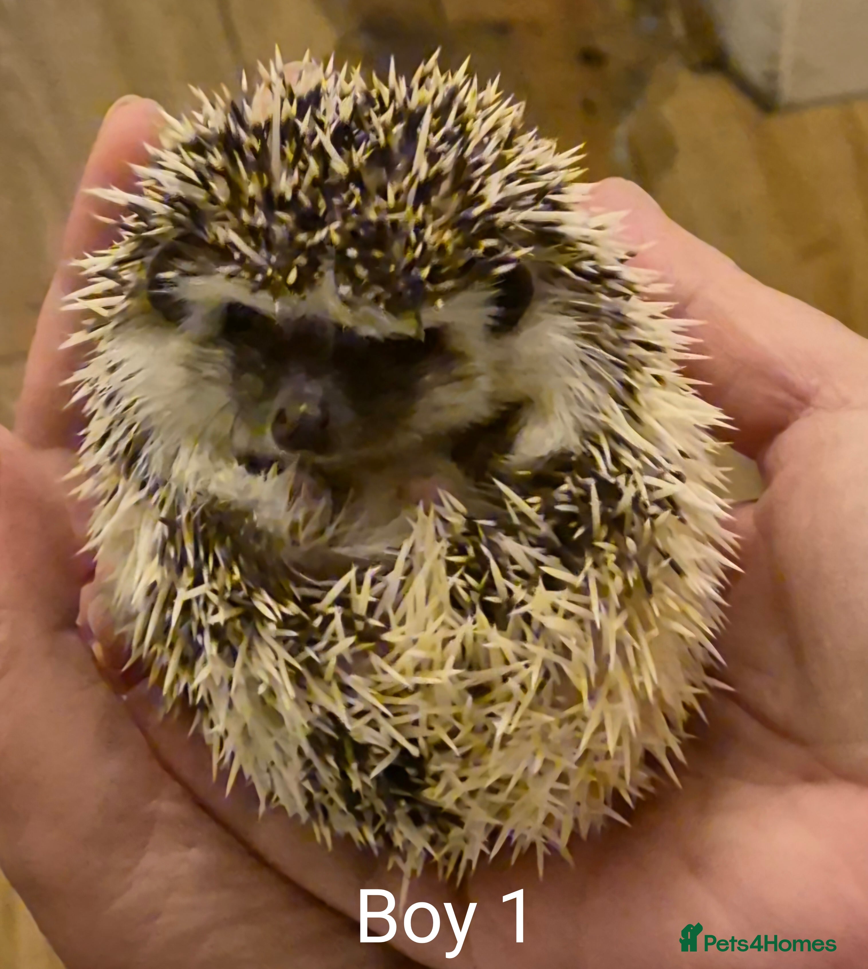 Pygmy Hedgehog rodents 2 Male Pygmy Hedgehog Babies - Advert 1