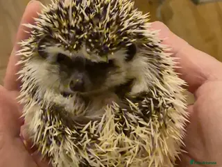 Pygmy Hedgehog rodents 2 Male Pygmy Hedgehog Babies - Advert 2