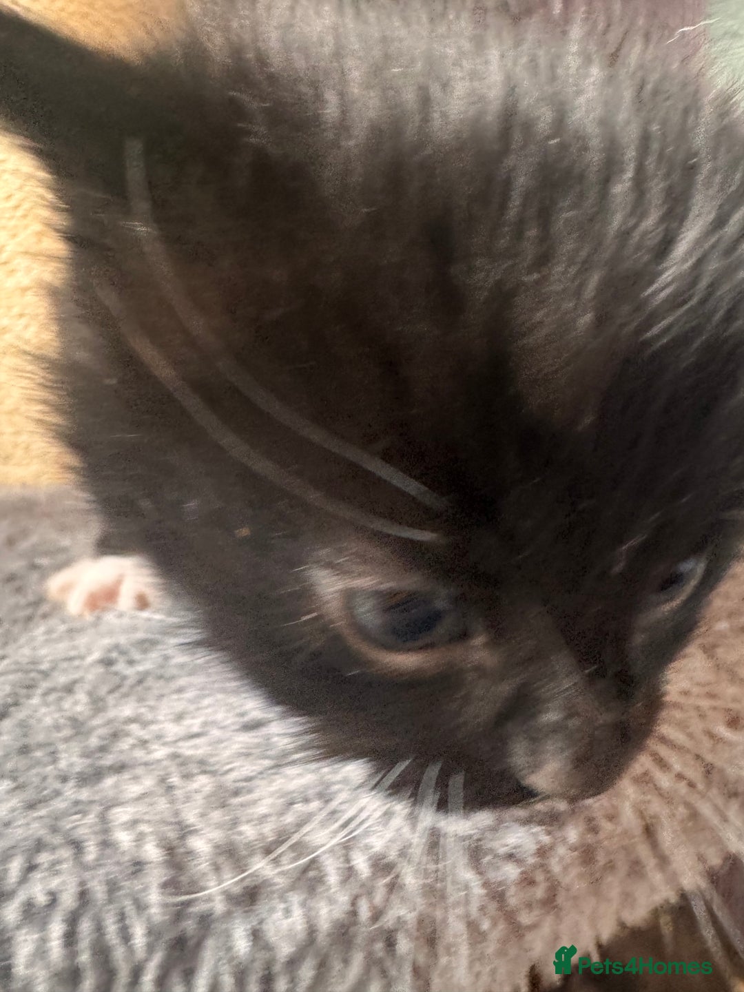Mixed Breed cats for sale: Last of litter  - Advert 16