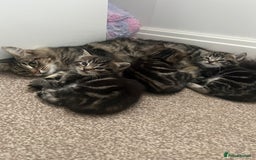 Mixed Breed cats for sale: Adorable Kittens Looking for Their Forever Homes - Advert 11