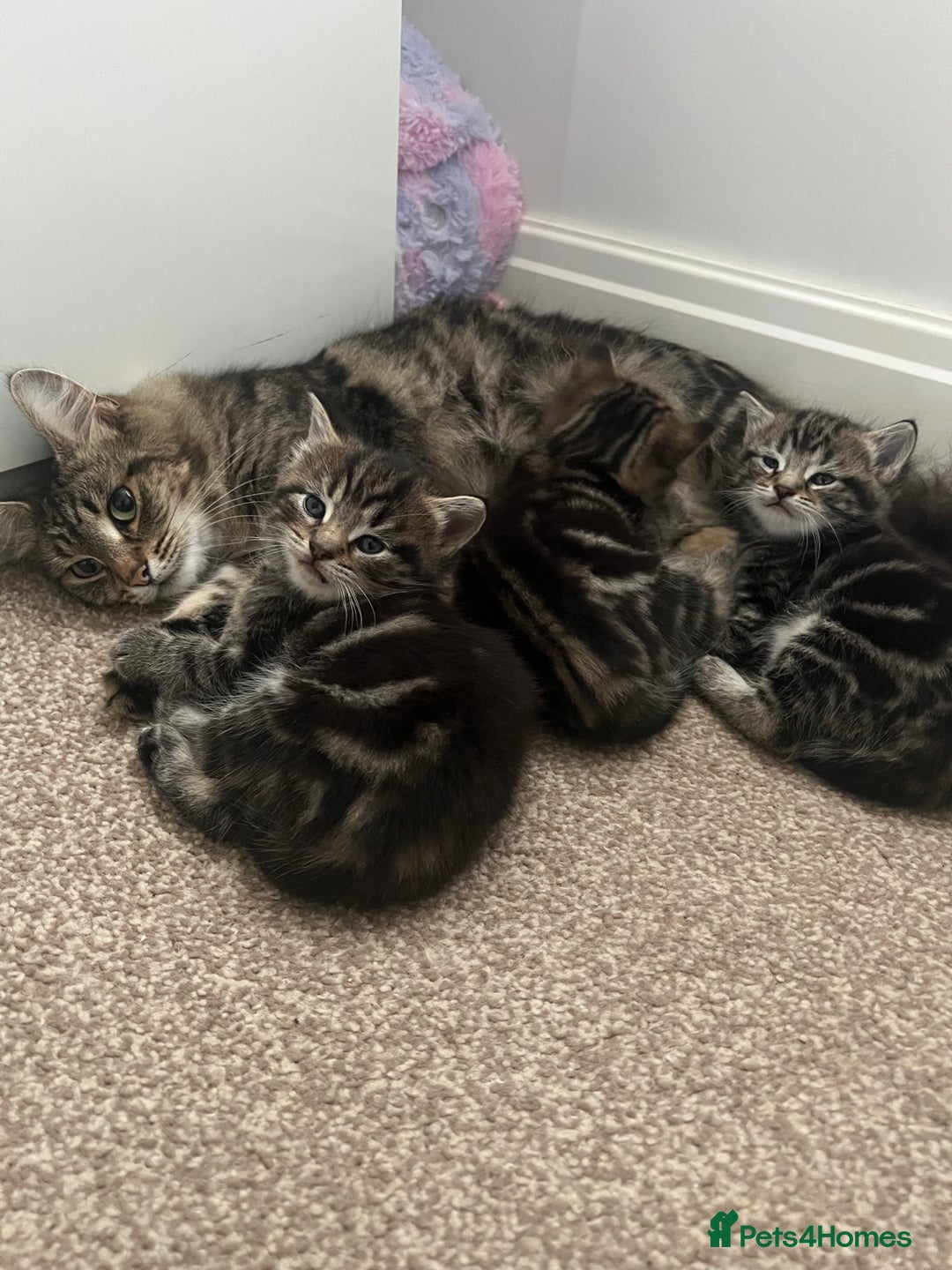 Mixed Breed cats for sale: Adorable Kittens Looking for Their Forever Homes - Advert 11