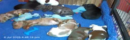 Dachshund dogs for sale: Beautiful litter of Rainbow Puppies - Advert 20