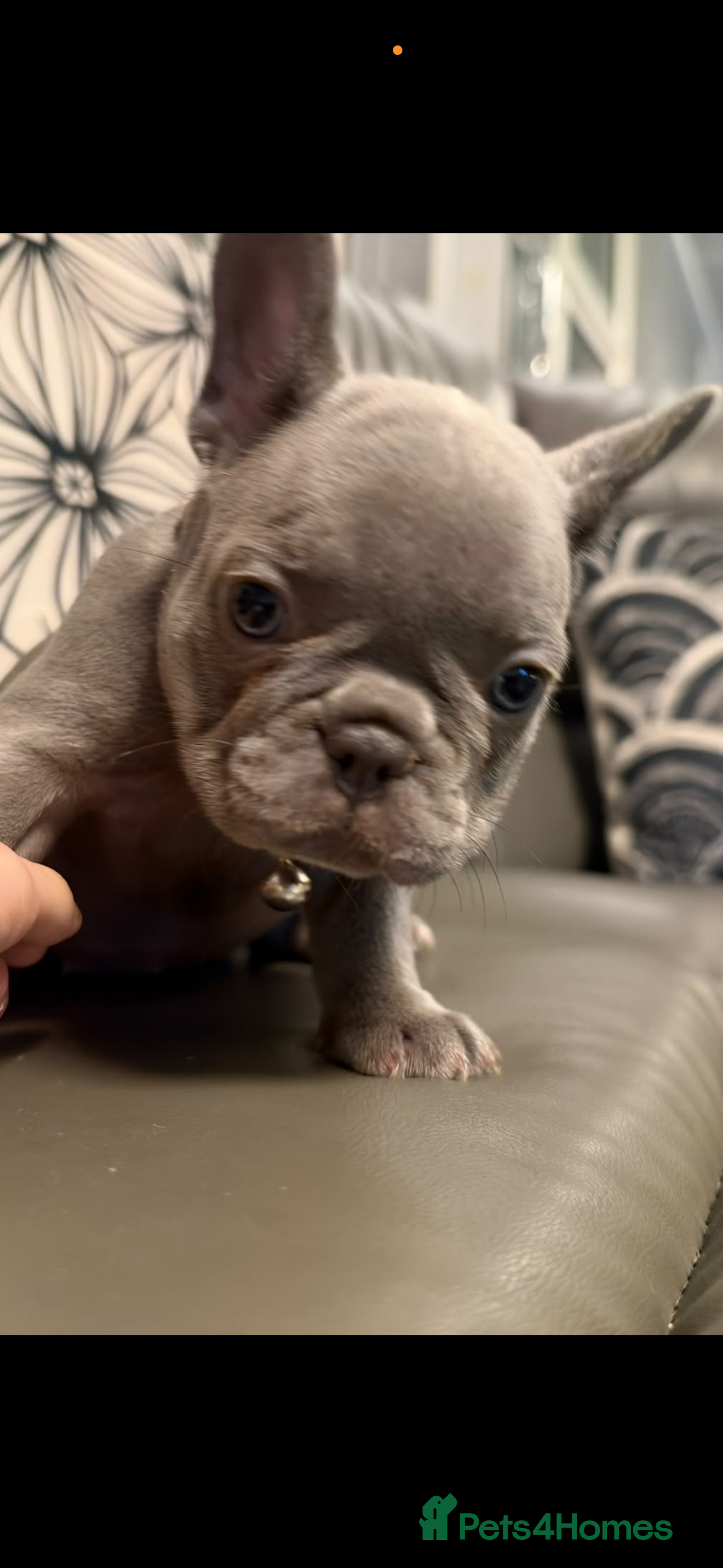 French Bulldog dogs FRENCH BULLDOGS  - Advert 2