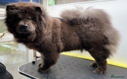 Chow Chow dogs for sale: Blue Chow Chow Female - Image 6