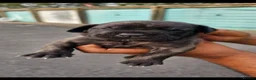 Presa Canario dogs for sale: Presa canario puppies in Solihull - Advert 9