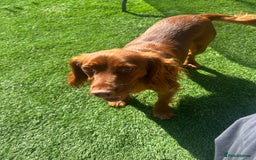 Cocker Spaniel dogs for sale: Lucky  - Image 3