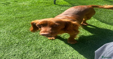 Cocker Spaniel dogs - Advert 1