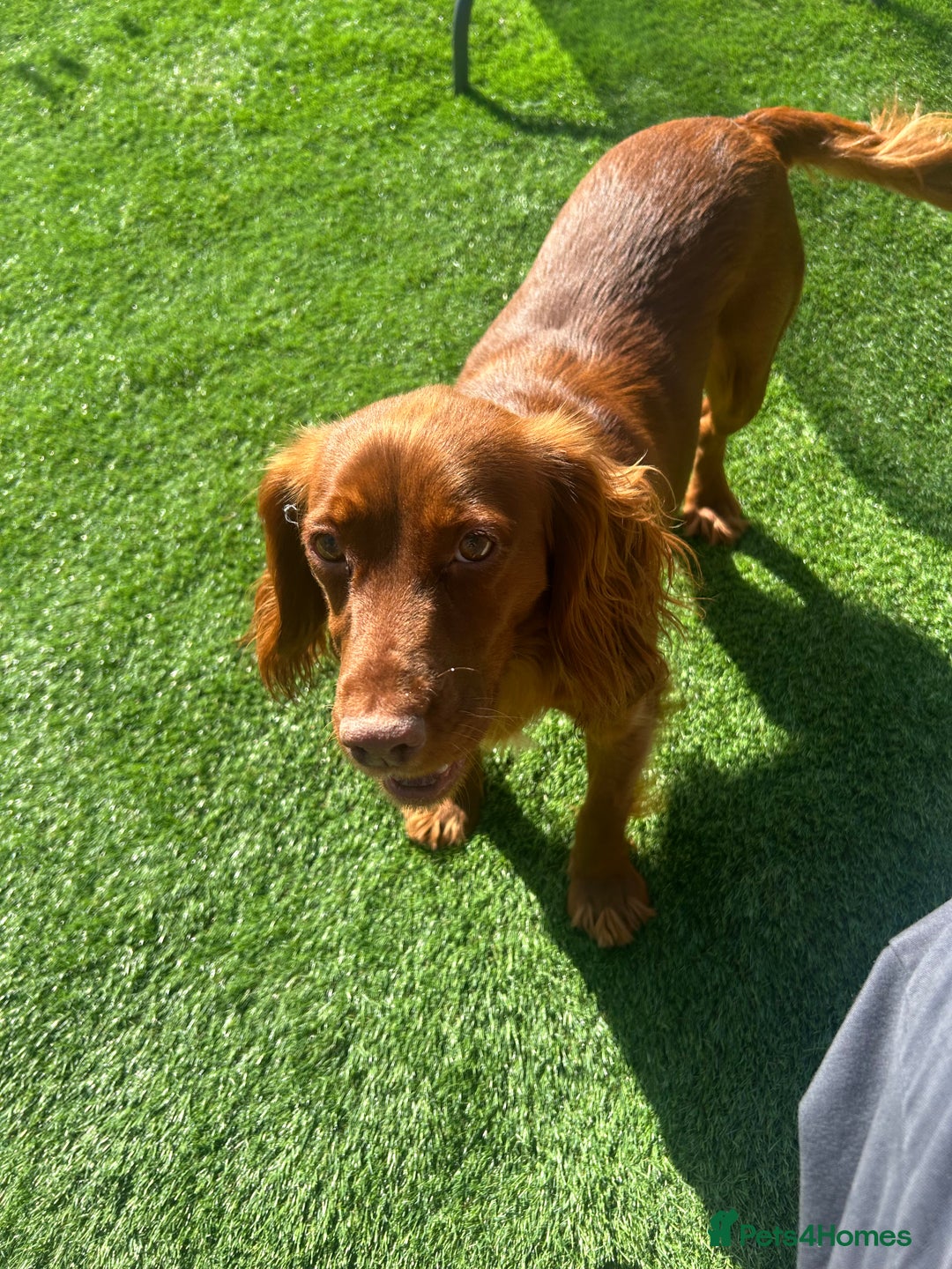 Cocker Spaniel dogs for sale: Lucky  - Image 3