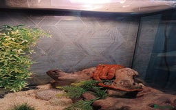 Corn Snake reptiles for sale: Corn Snake with viv - Image 3