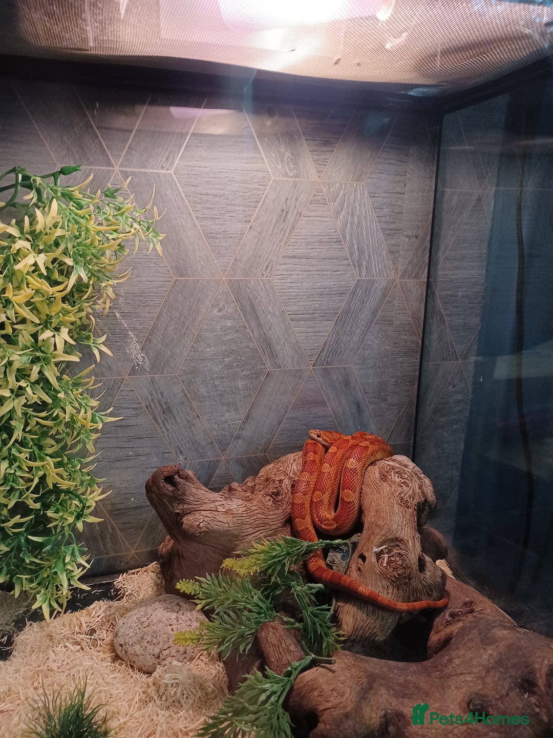 Corn Snake reptiles for sale: Corn Snake with viv - Image 3