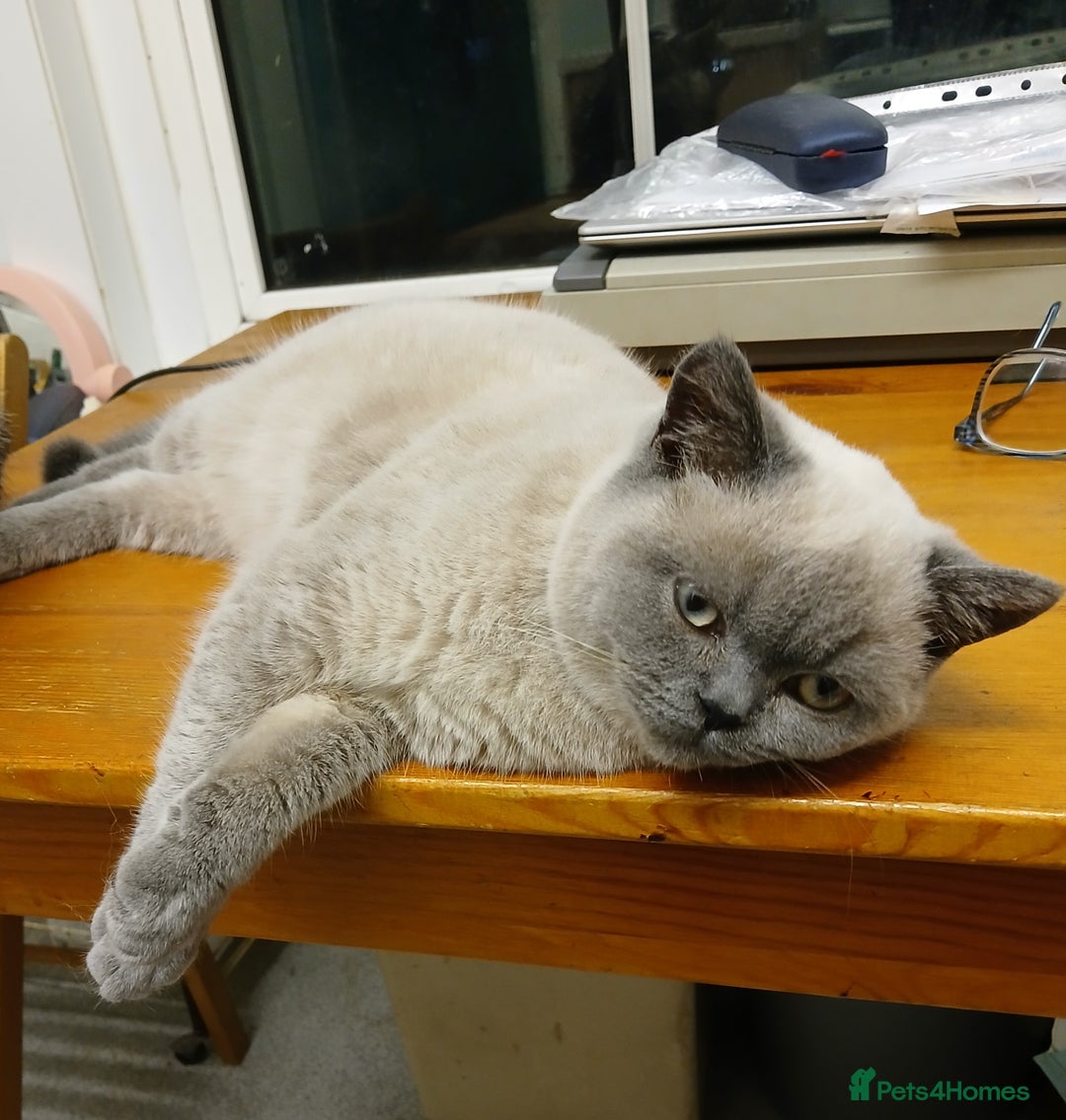 British Shorthair cats for sale: STUNNING LILAC BLUE BHS YOUNG FEMALE CAT - Advert 7