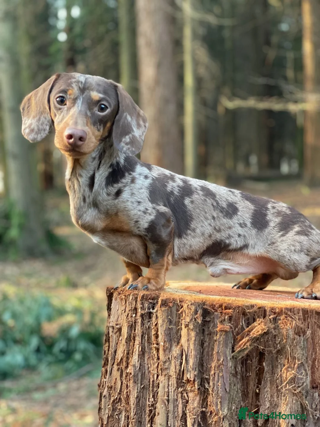 Miniature Dachshund dogs for sale: KC Reg Chocolate Dapple Miniature Dachshund P in Ipswich - Advert 5