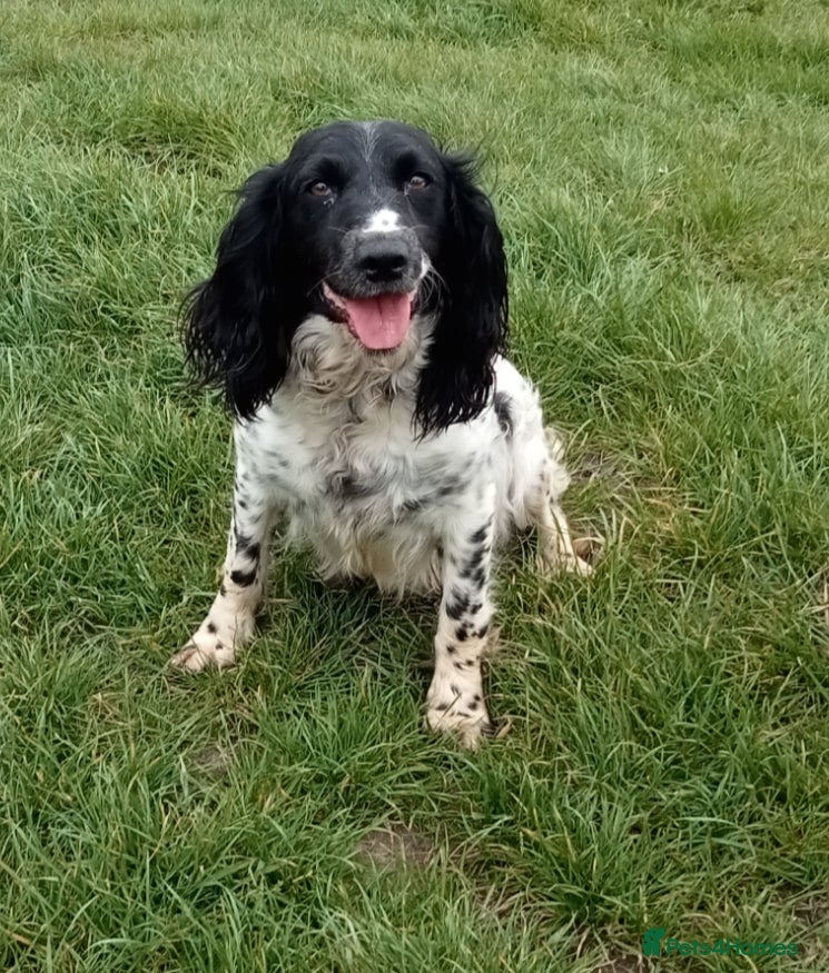 English Springer Spaniel dogs 5 yr old female springer available  - Advert 7