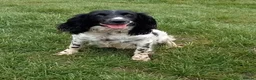English Springer Spaniel dogs for sale: 5 yr old female springer available  - Advert 1
