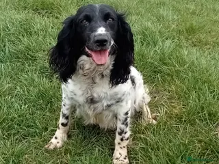 English Springer Spaniel dogs 5 yr old female springer available - Advert 7