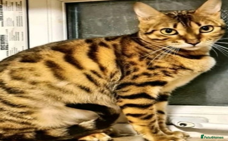 Bengal cats - Advert 10