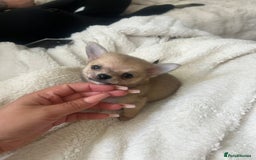 Pomchi dogs for sale: 5 beautiful xs pomchi (open to offers) - Image 8