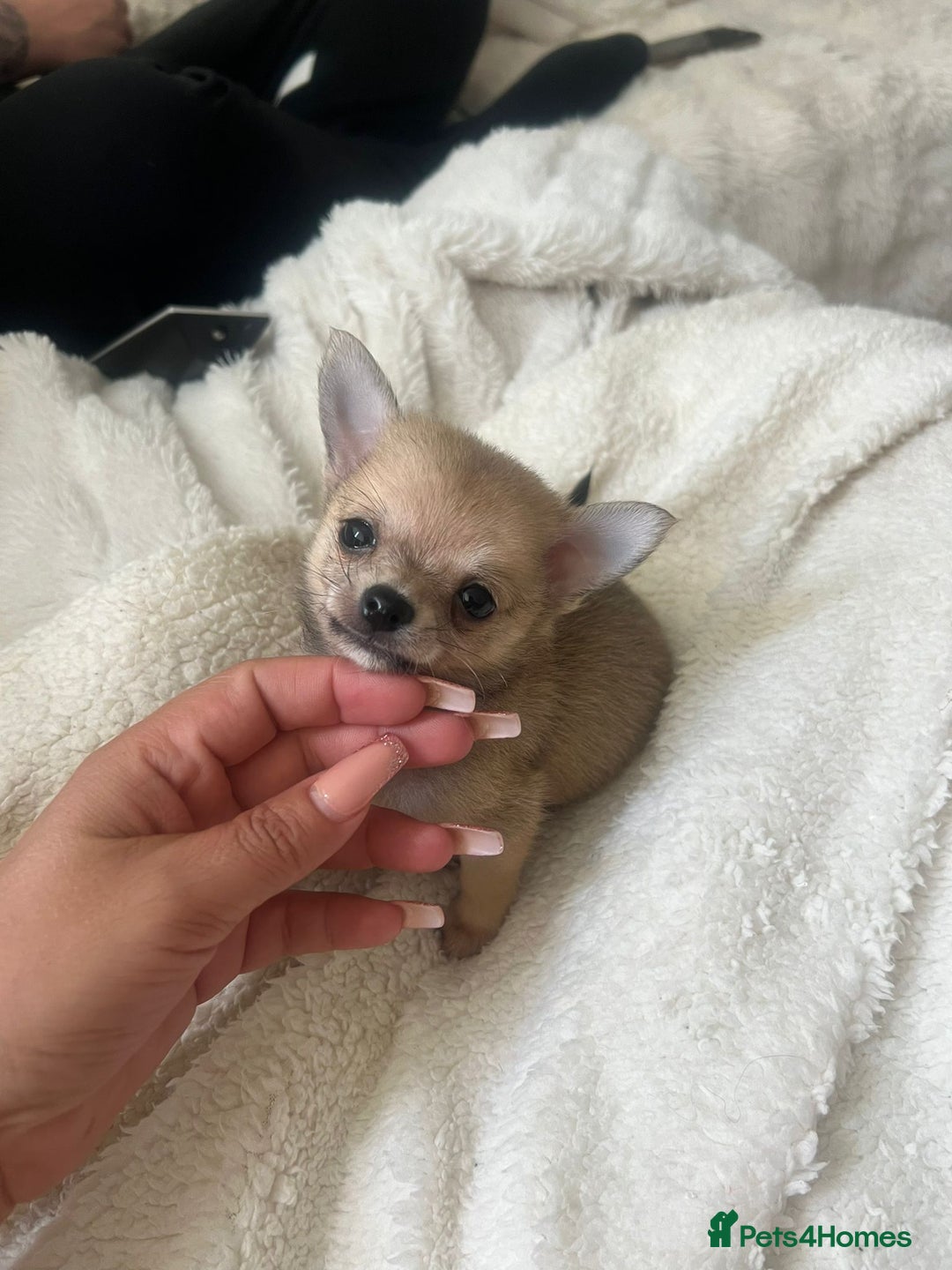 Pomchi dogs for sale: 5 beautiful xs pomchi (open to offers) - Image 8