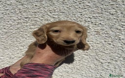 Miniature Dachshund dogs for stud: Beautiful Cream Long Hair for stud in Motherwell - Image 9