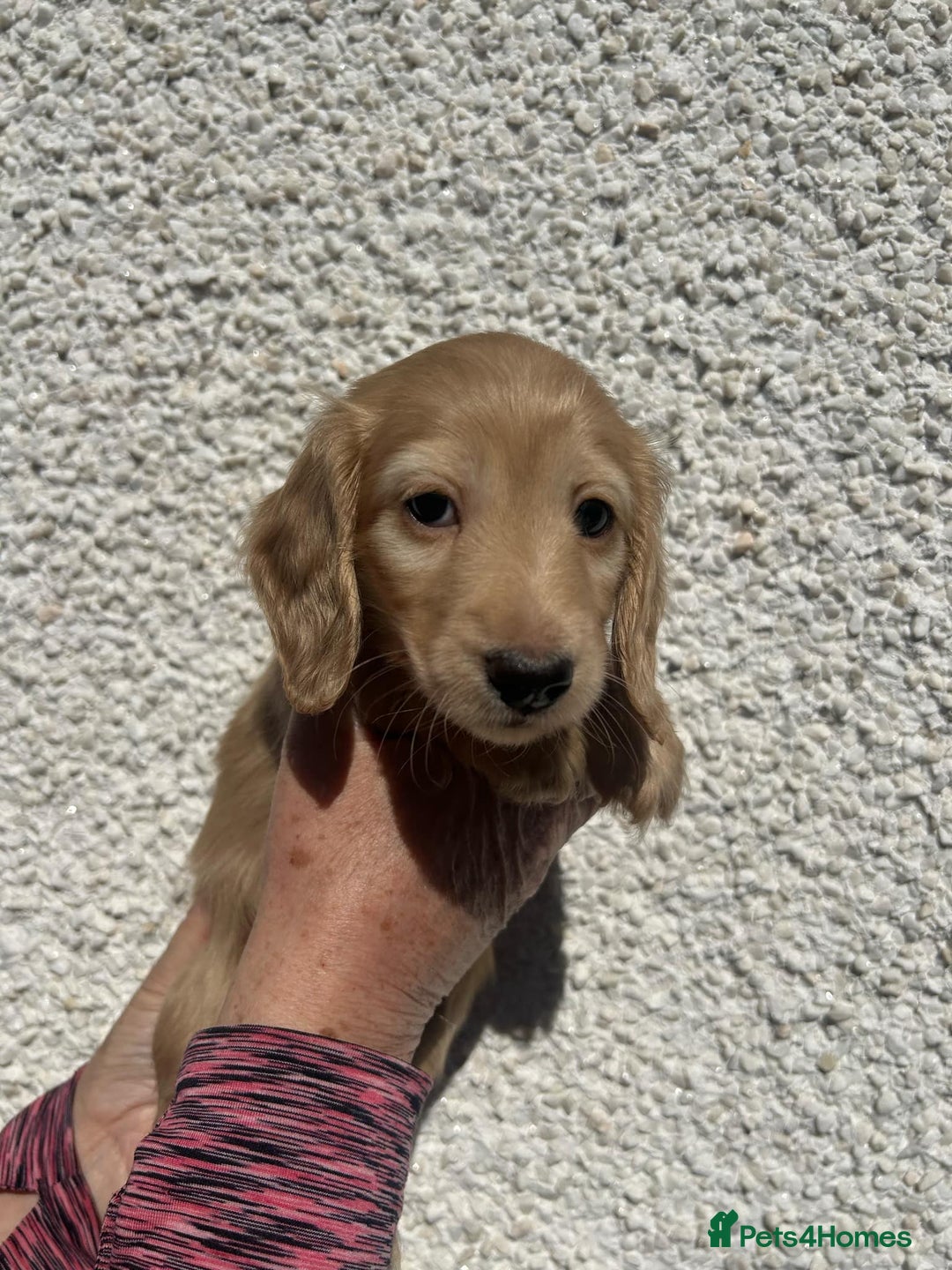 Miniature Dachshund dogs for stud: Beautiful Cream Long Hair for stud in Motherwell - Image 9