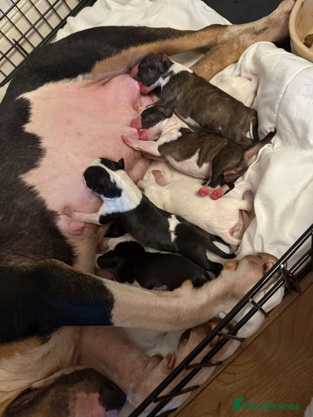 English Bull Terrier dogs for sale: Stunning English Bull Terrier pups. - Advert 2