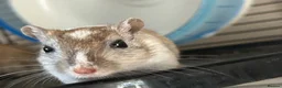 Gerbil rodents for sale: 11 month old gerbils looking for a new home in Egham - Advert 11