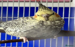 Cockatiels birds for sale: Cockatiels X2  - Image 3