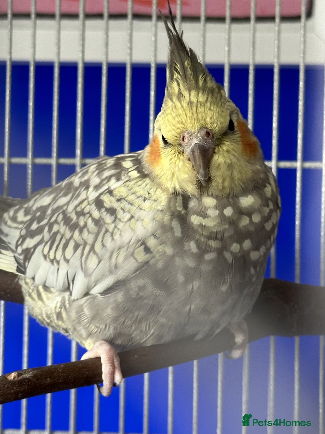 Cockatiels birds for sale: Cockatiels X2  - Image 3