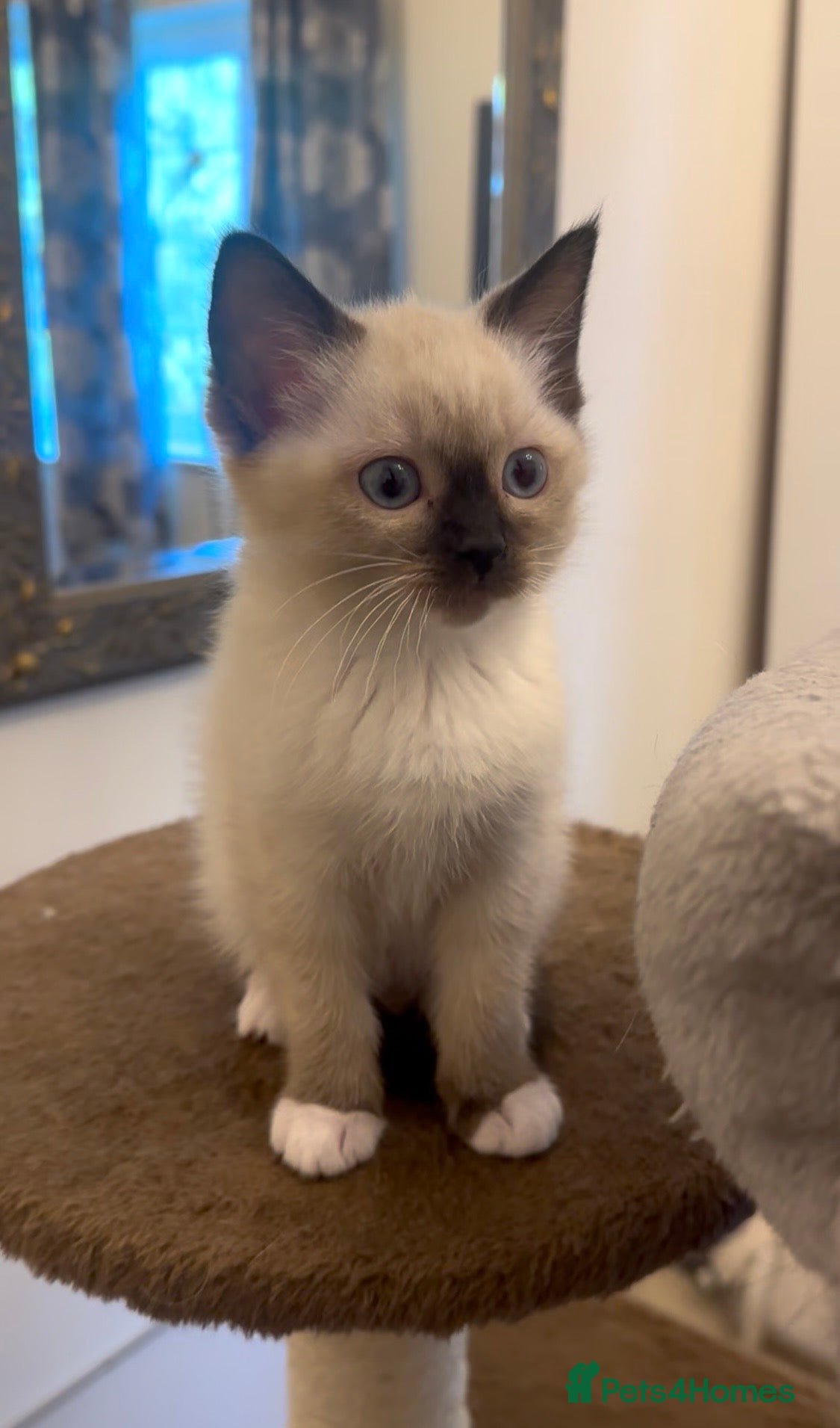 Siamese cats READY NOW HEALTH TESTED SIAMESE GIRLS  - Advert 1