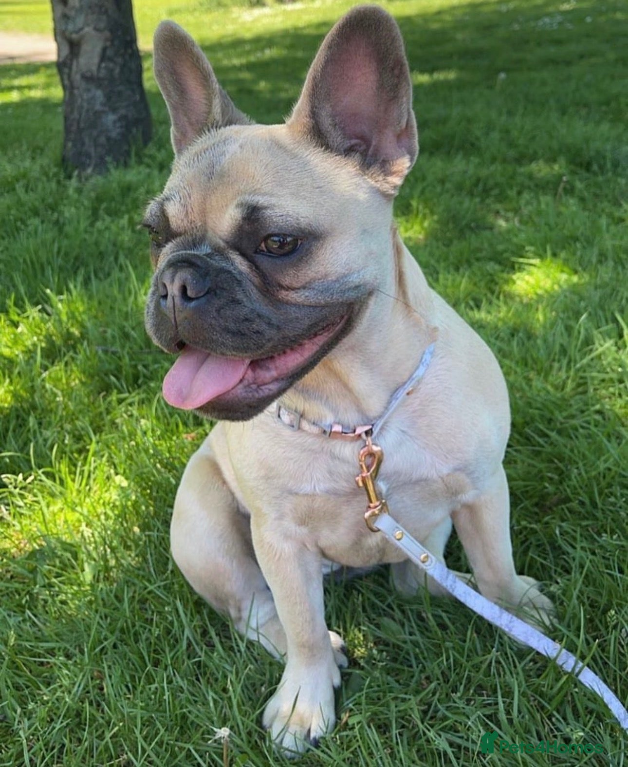 French Bulldog dogs for sale: French bulldogs  - Advert 23