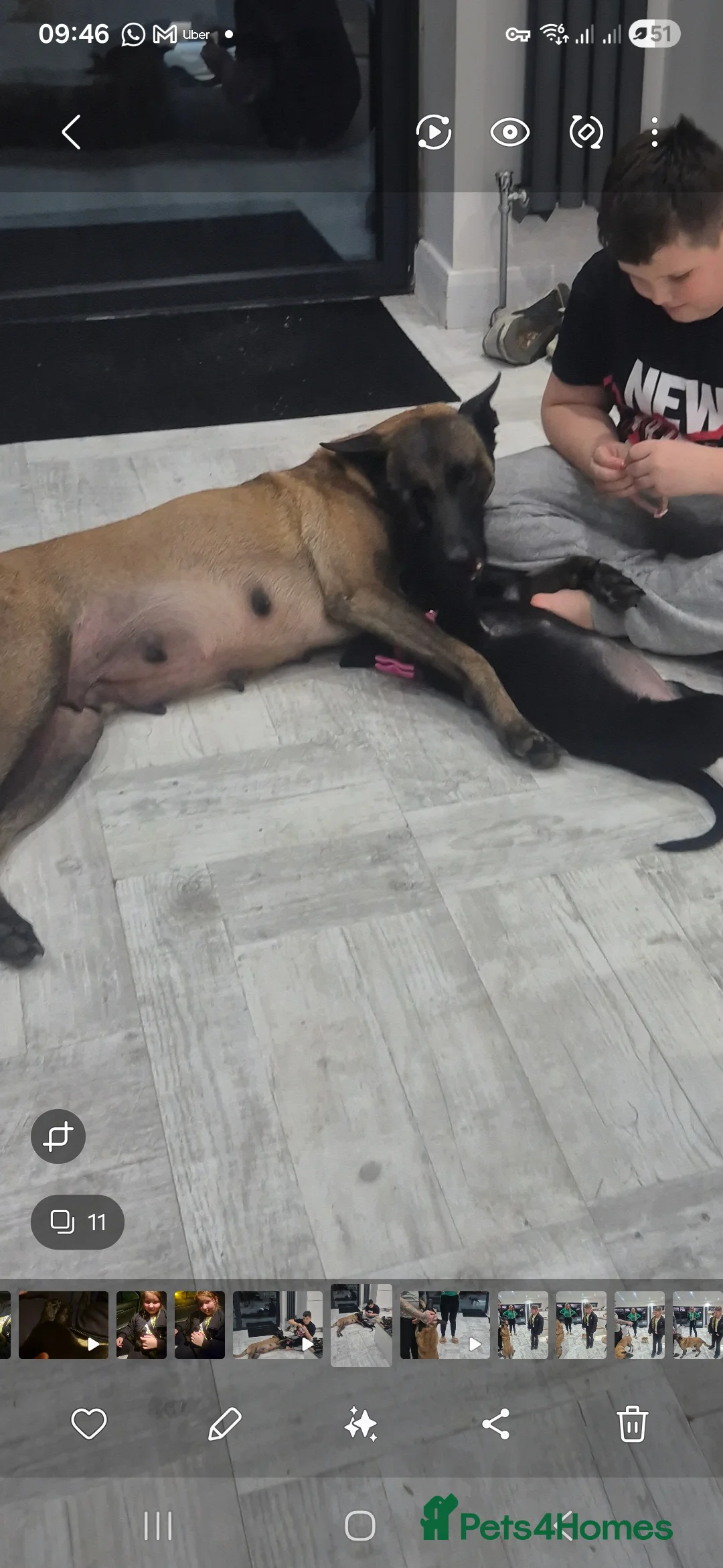 Belgian Shepherd Dog dogs for sale: Belgian malinois girl in Mansfield - Advert 2