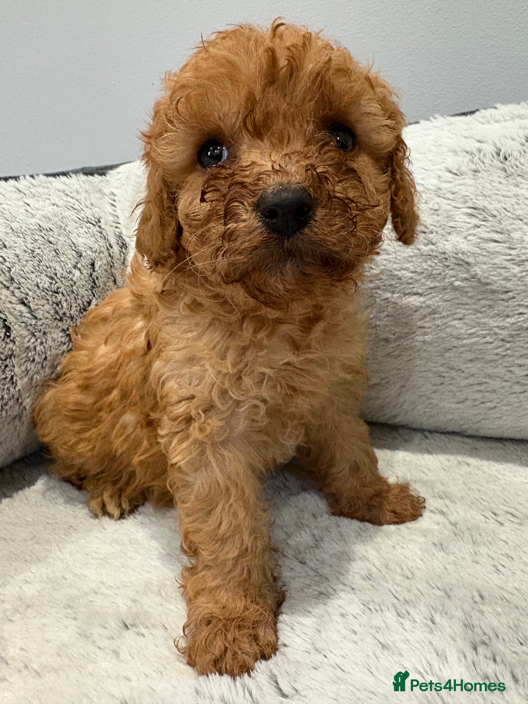 Cavapoo dogs for sale: 🐾STUNNING CAVAPOOS F1 🐾 - Advert 9