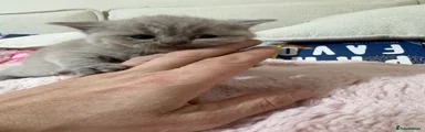 British Shorthair 3