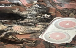 Mixed Breed cats for sale: Cats/kittens available please read description - Image 2