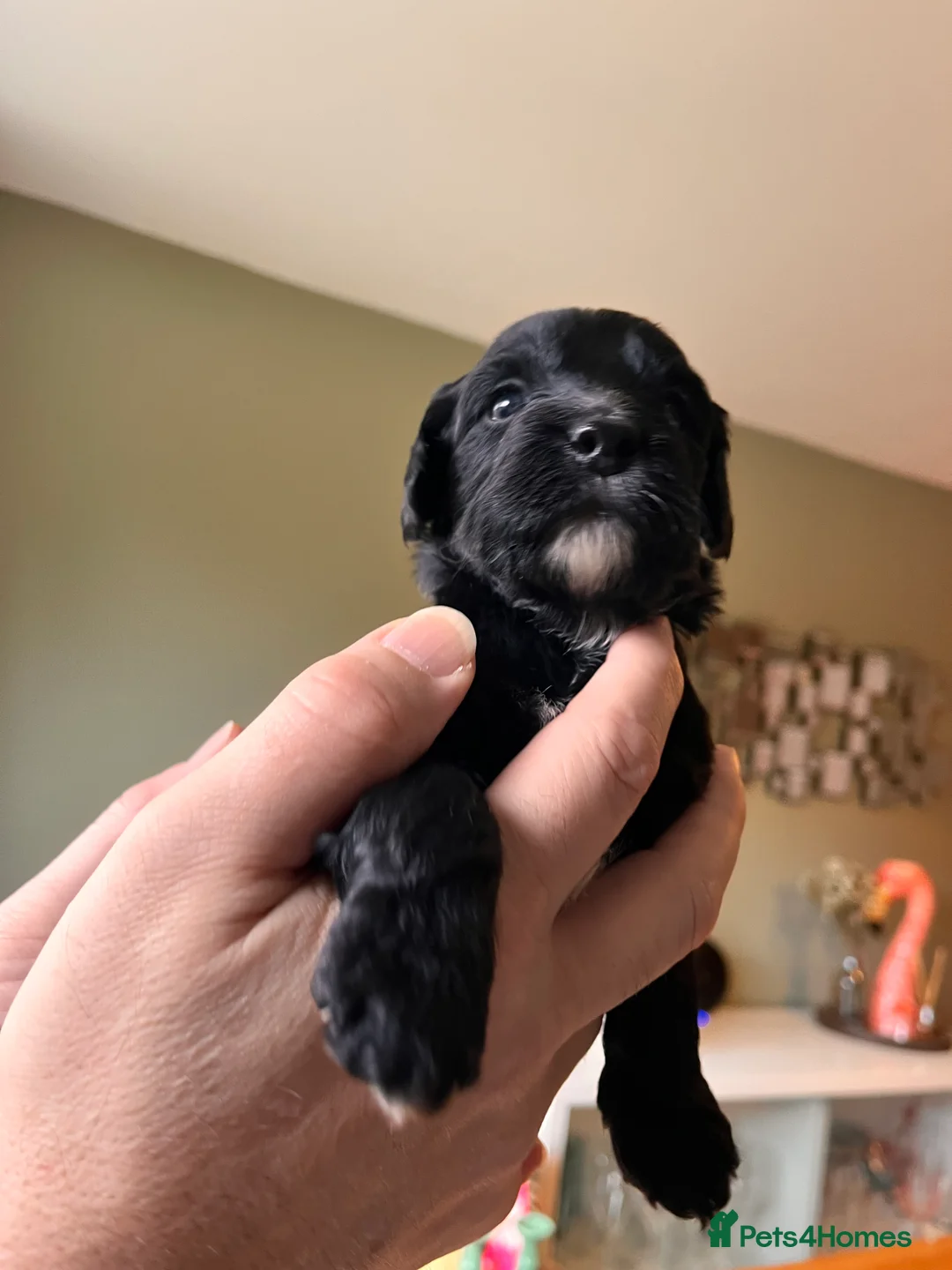 Mixed Breed dogs for sale: Stunning black Australian labradoodle pups - Advert 29