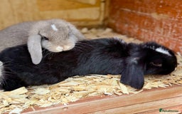 Mini Lion Lop rabbits for sale: **SOLD** Beautiful Mini Lion Lops **SOLD** - Image 3