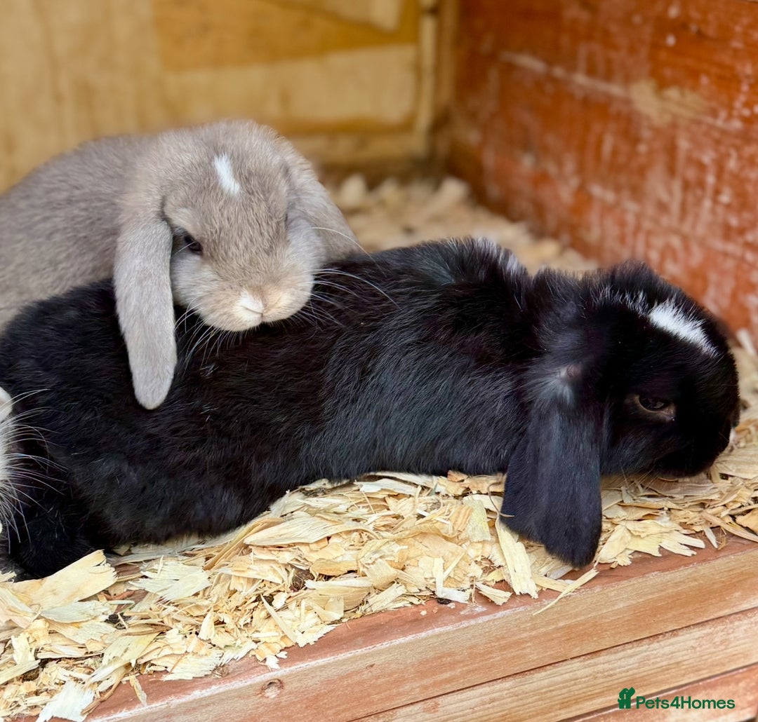 Mini Lion Lop rabbits for sale: **SOLD** Beautiful Mini Lion Lops **SOLD** - Image 3